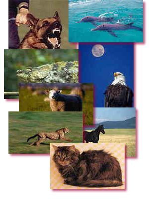 Montage of Animals